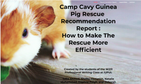 Team Camp Cavy Guinea Pig Rescue